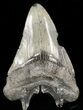 Bargain, Juvenile Megalodon Tooth #48207-2
